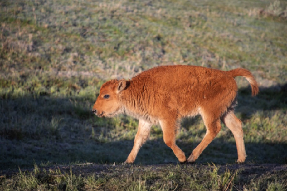 Baby Bison Calf
Lamar Valley, Yellowstone